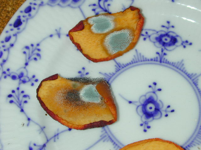 Leah's Mold